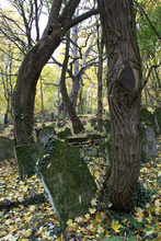 Cmentarz  żydowski  w  Przemyślu